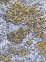 Flavoplaca
