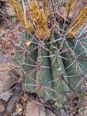 Ferocactus emoryi rectispinus