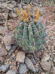 Ferocactus emoryi rectispinus