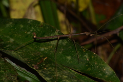 Ceroys perfoliatus