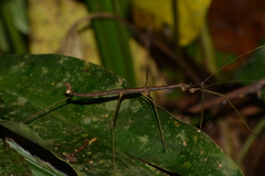 Ceroys perfoliatus