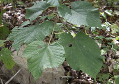 Tilia mandshurica