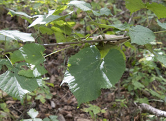 Tilia mandshurica