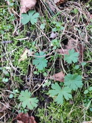 Geranium pusillum
