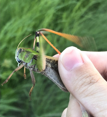 Locusta migratoria