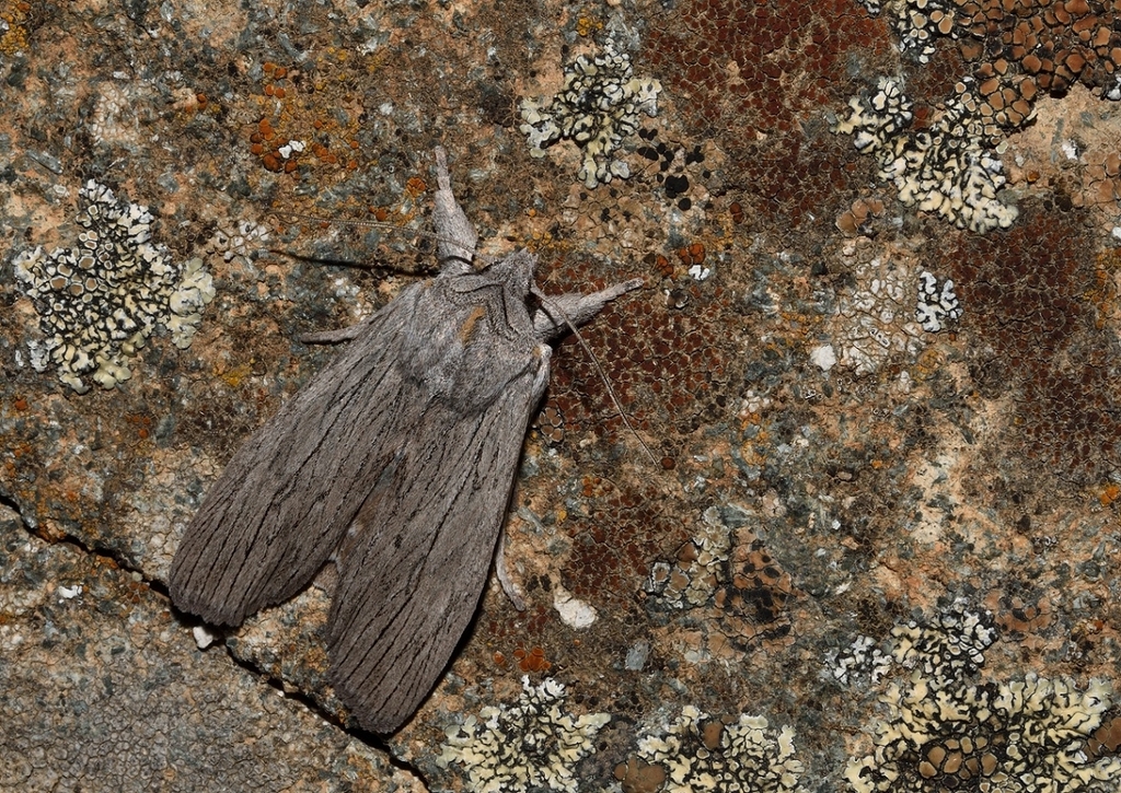 Lithophane merckii