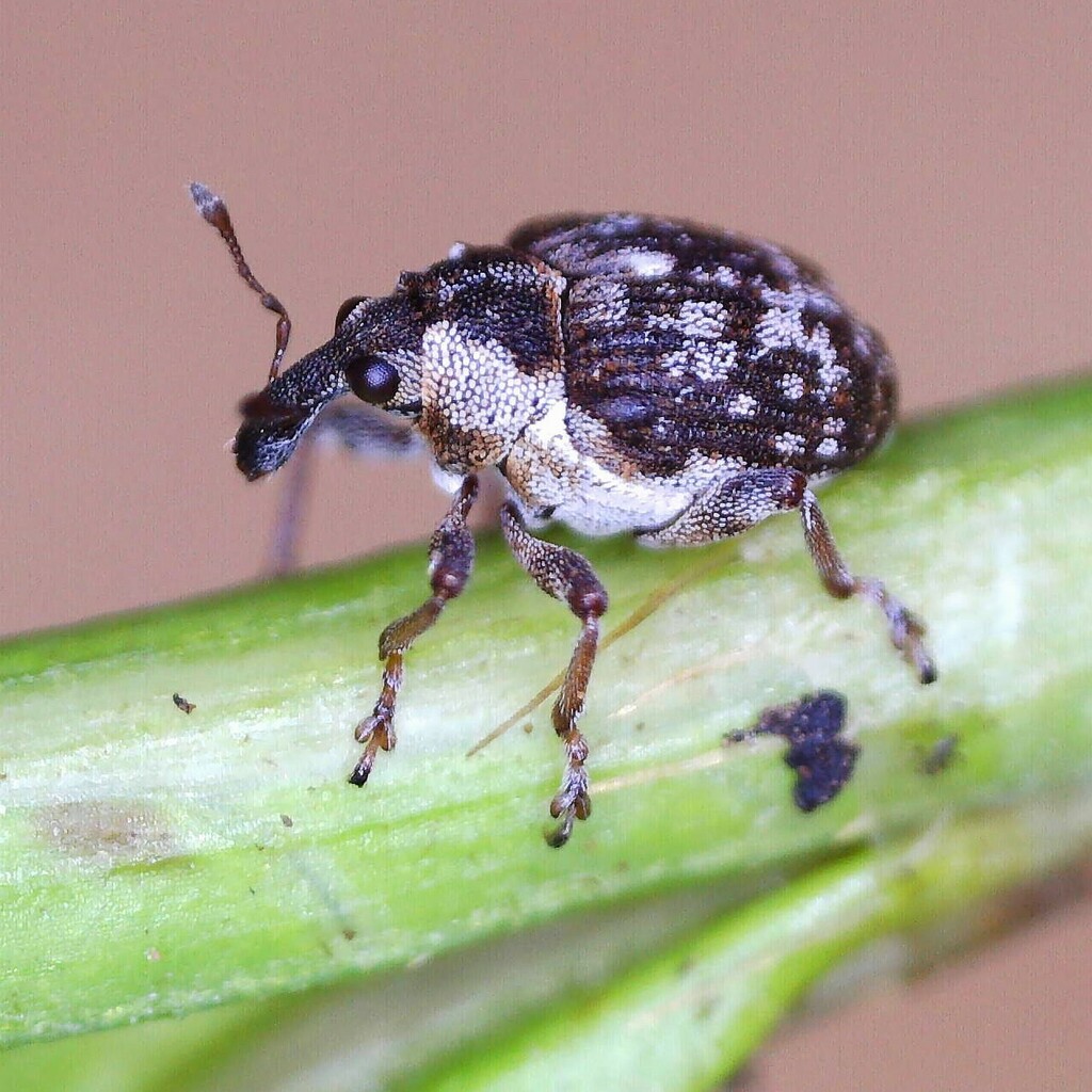 Pelenomus waltoni