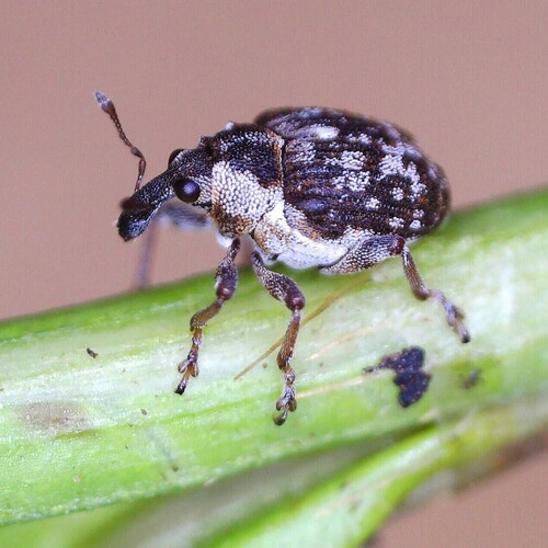 Pelenomus waltoni