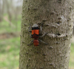 Enoclerus ichneumoneus