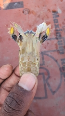 Squillidae