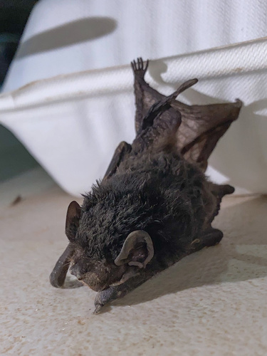 Gould's Wattled Bat