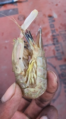 Squillidae