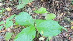 Chloranthus oldhamii