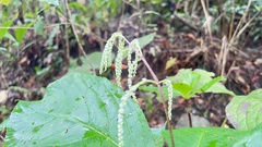 Chloranthus oldhamii
