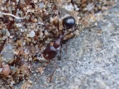 Monomorium salomonis