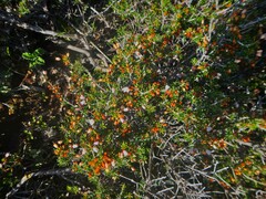 Erica manipuliflora