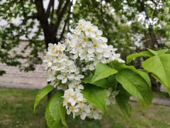 Prunus padus