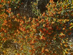 Erica manipuliflora