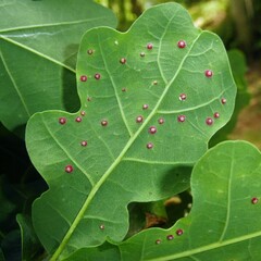 Neuroterus quercusbaccarum