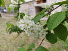 Prunus padus