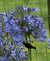 Chalcomitra amethystina