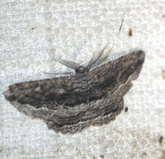 Scioglyptis canescaria