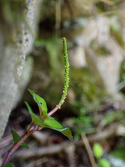 Peperomia retusa
