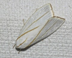 Cryptophasa flavolineata