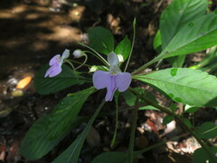 Impatiens hochstetteri