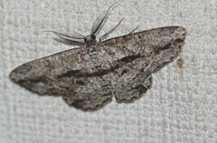 Scioglyptis canescaria