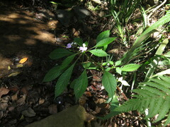 Impatiens hochstetteri