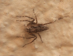 Hamataliwa