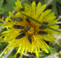 Acmaeodera tubulus