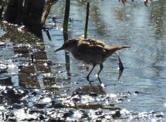 Phleocryptes melanops