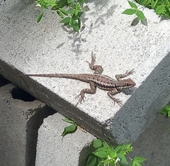 Tropidurus torquatus