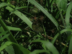 Protogoniomorpha parhassus