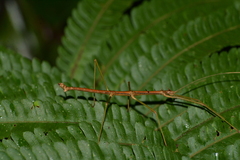 Ceroys perfoliatus