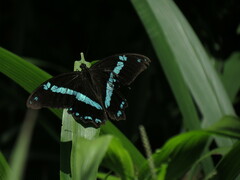 Papilio nireus