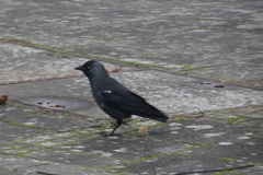Corvus monedula