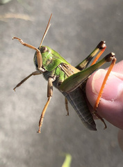 Locusta migratoria