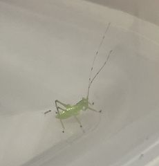 Hexacentrus hareyamai