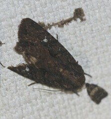 Neumichtis nigerrima