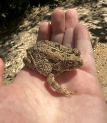 Sclerophrys pusilla