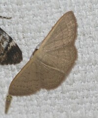 Idaea uniformis