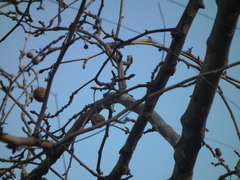 Phylloscopus proregulus