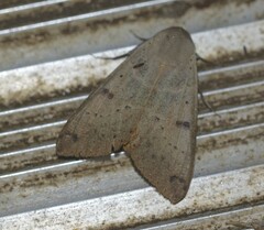 Ophiusa disjungens