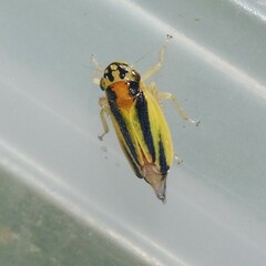 Evacanthus interruptus