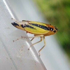 Evacanthus interruptus