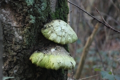 Fomitopsis betulina