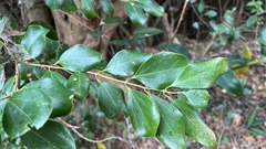 Cinnamomum reticulatum